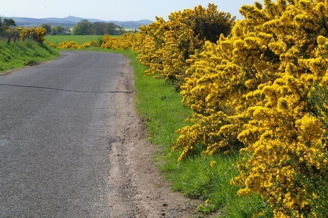 A rural road flanked by yellow flowering bushes.