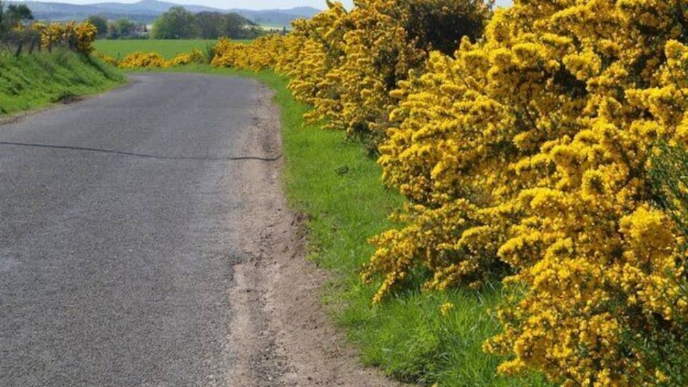 Une route de campagne bordée d’arbustes aux fleurs jaunes.