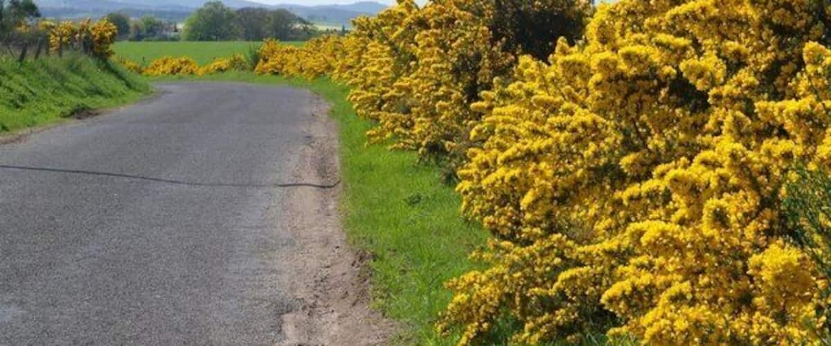 En landevej med gule blomsterbuske langs begge sider.