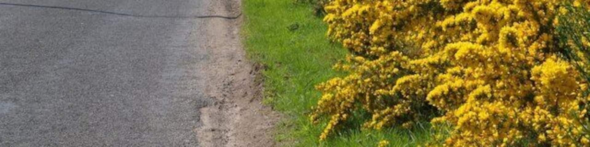 A rural road flanked by yellow flowering bushes.