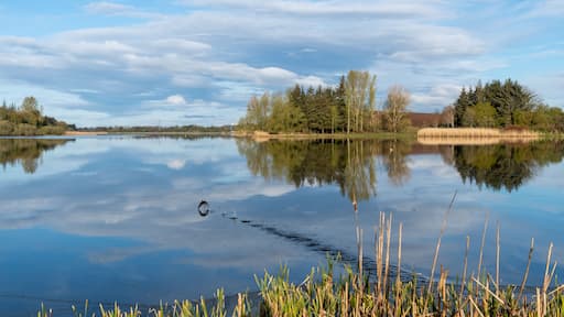 A calm lake with reflections of trees and sky, surrounded by reeds and a distant building.