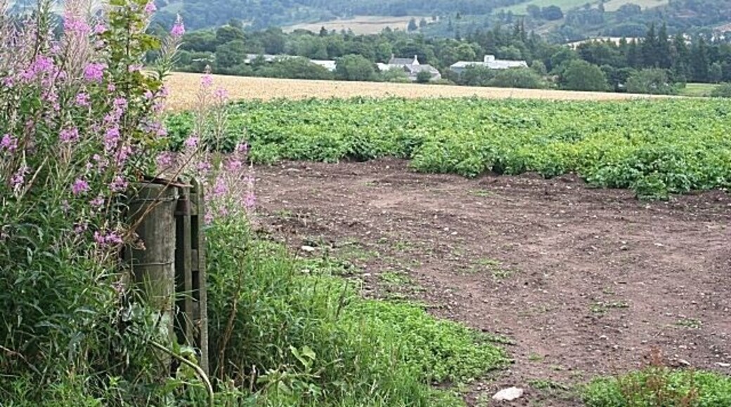 West Mains of Finavon. Looking across the tattie and grain fields. Finavon Hill rises beyond the farm buildings.