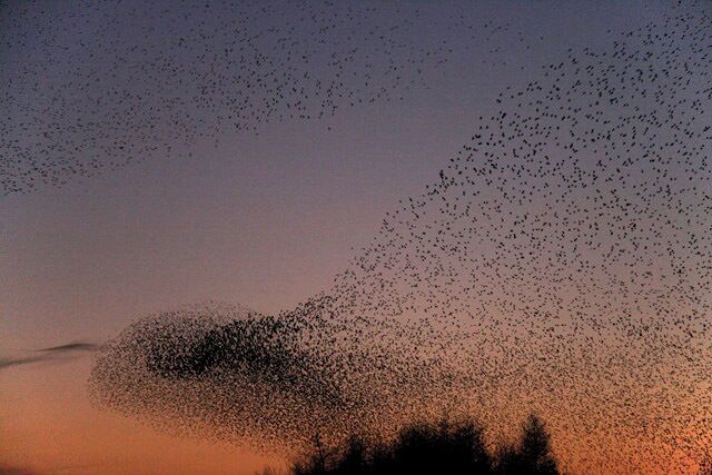 A large flock of birds flying in the sky at dusk.