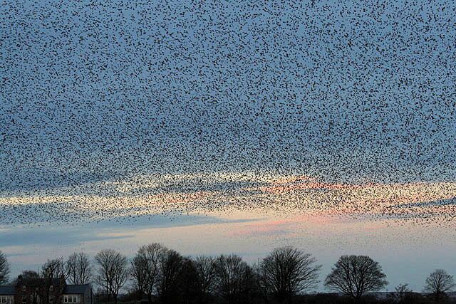A flock of birds flying across a sunset sky.