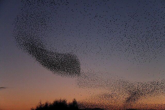 A large flock of birds flying across a twilight sky.