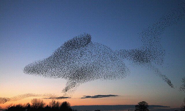 Starling shapes in the evening sky A large number of starlings congregate at Gretna every evening at sunset during the winter months to perform an elaborate aerobatic display before roosting in nearby conifer plantations. It can be quite breathtaking to witness the birds twisting into unusual patterns in the sky.
