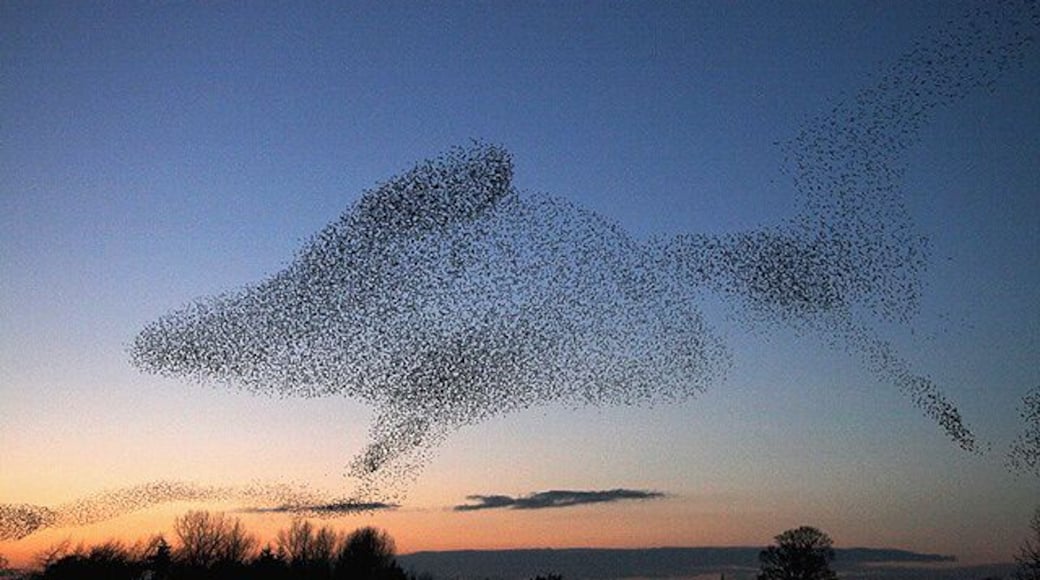 Starling shapes in the evening sky A large number of starlings congregate at Gretna every evening at sunset during the winter months to perform an elaborate aerobatic display before roosting in nearby conifer plantations. It can be quite breathtaking to witness the birds twisting into unusual patterns in the sky.