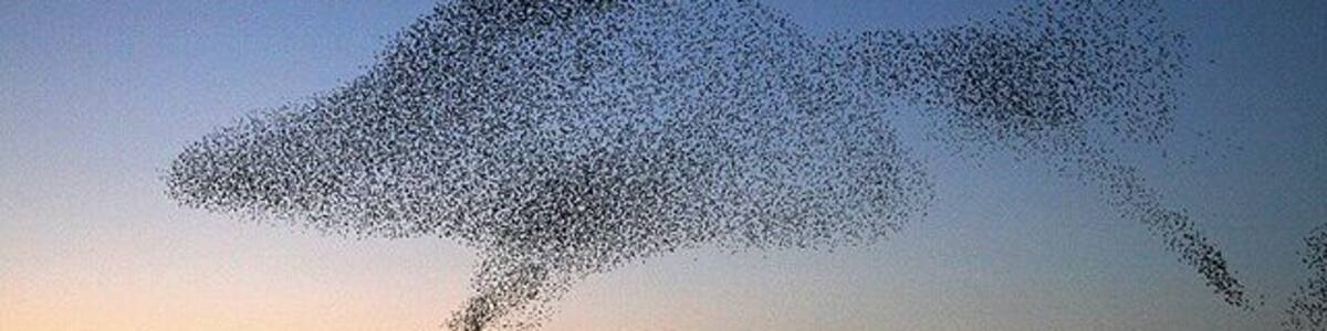 Starling shapes in the evening sky A large number of starlings congregate at Gretna every evening at sunset during the winter months to perform an elaborate aerobatic display before roosting in nearby conifer plantations. It can be quite breathtaking to witness the birds twisting into unusual patterns in the sky.