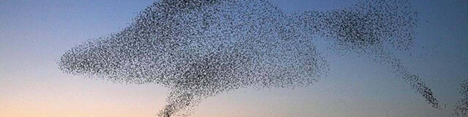 Starling shapes in the evening sky A large number of starlings congregate at Gretna every evening at sunset during the winter months to perform an elaborate aerobatic display before roosting in nearby conifer plantations. It can be quite breathtaking to witness the birds twisting into unusual patterns in the sky.