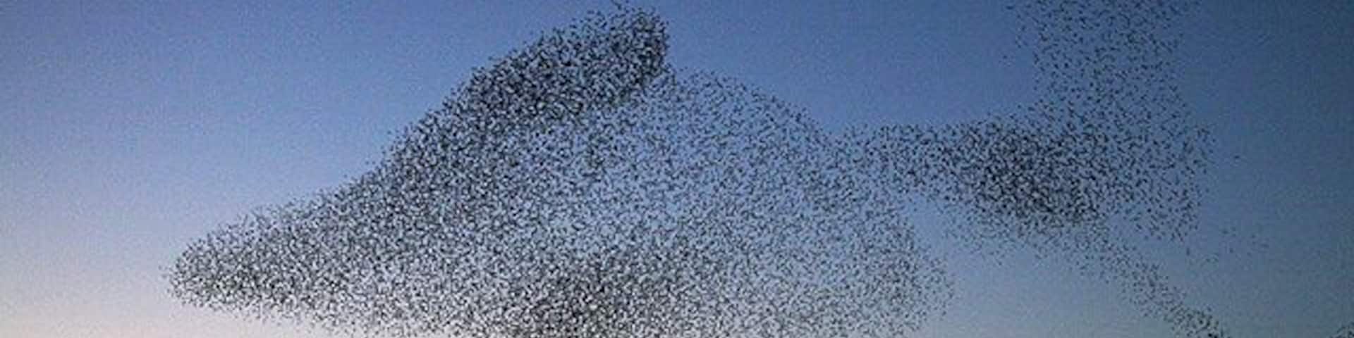 Starling shapes in the evening sky A large number of starlings congregate at Gretna every evening at sunset during the winter months to perform an elaborate aerobatic display before roosting in nearby conifer plantations. It can be quite breathtaking to witness the birds twisting into unusual patterns in the sky.