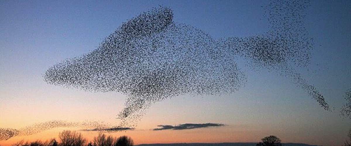 Starling shapes in the evening sky A large number of starlings congregate at Gretna every evening at sunset during the winter months to perform an elaborate aerobatic display before roosting in nearby conifer plantations. It can be quite breathtaking to witness the birds twisting into unusual patterns in the sky.