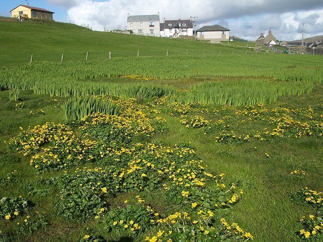 Marsh marigolds Looking across a marshy area towards Hillswick. The marsh marigolds currently in flower will be succeeded by the yellow flags behind them, not yet in bud.