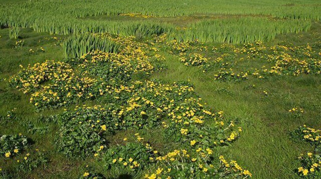 Marsh marigolds Looking across a marshy area towards Hillswick. The marsh marigolds currently in flower will be succeeded by the yellow flags behind them, not yet in bud.