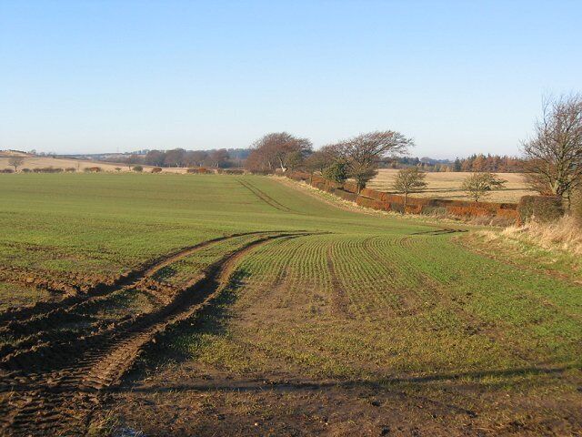 Fields, Upper Keith. Recently planted arable land near the Costerton - Humbie track (between beech hedges). Looking west.
