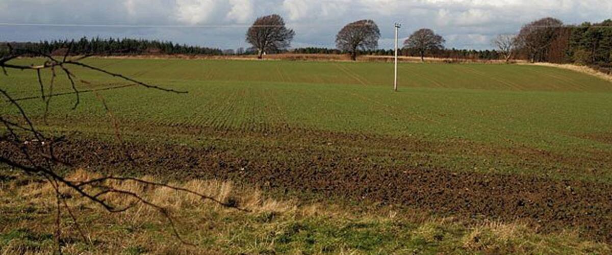 A rural landscape with a large open field, a few trees, and a cloudy sky.