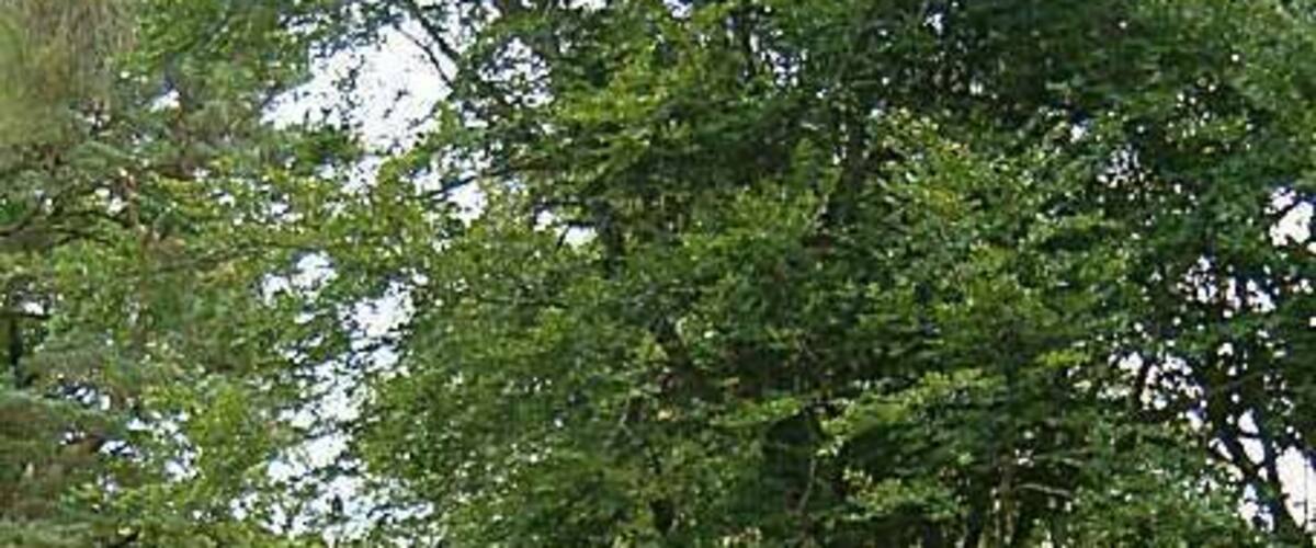 Telephone box at Tomdoun.