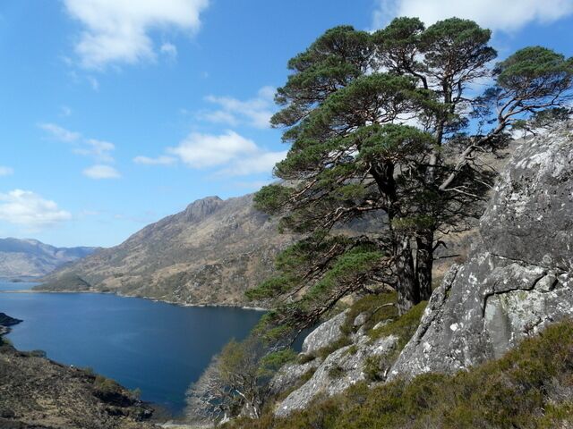 A coastal landscape with a prominent pine tree on a rocky cliff overlooking a calm sea.