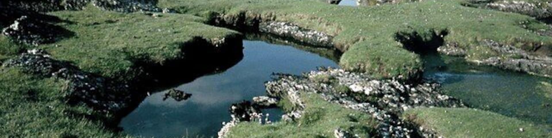Saline pools on the Colonsay coast south of Rubha Dubh There is plenty of variety in NR3991. Shells aplenty on the rocky beach and the spring turf inland.