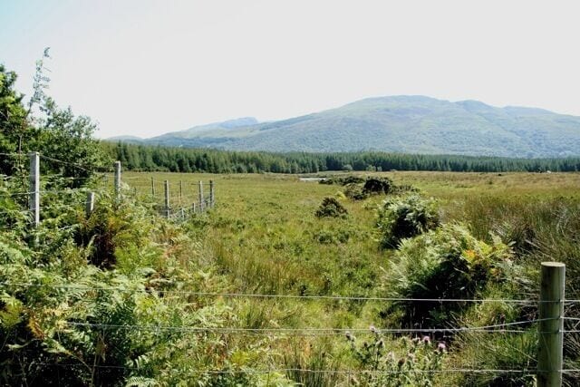 View on the edge of woods near Killiechronan