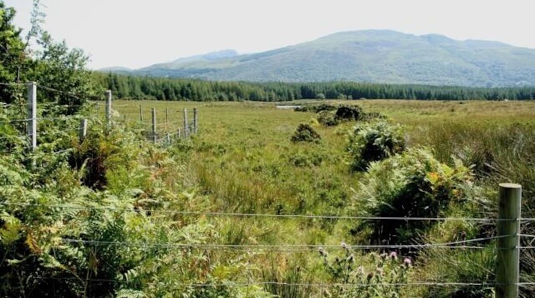 View on the edge of woods near Killiechronan