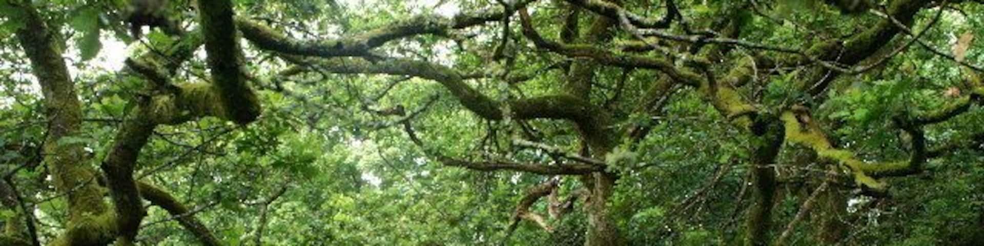 Trees behind Killichronan Hotel. This is shortly after the start of the foot path from Killichronan to Salen