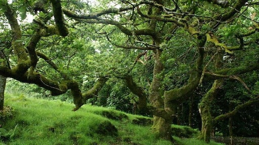 Trees behind Killichronan Hotel. This is shortly after the start of the foot path from Killichronan to Salen