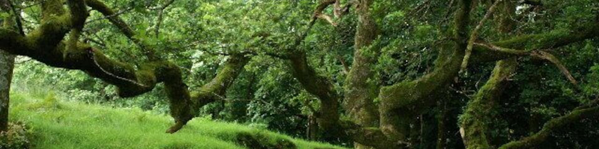 Trees behind Killichronan Hotel. This is shortly after the start of the foot path from Killichronan to Salen