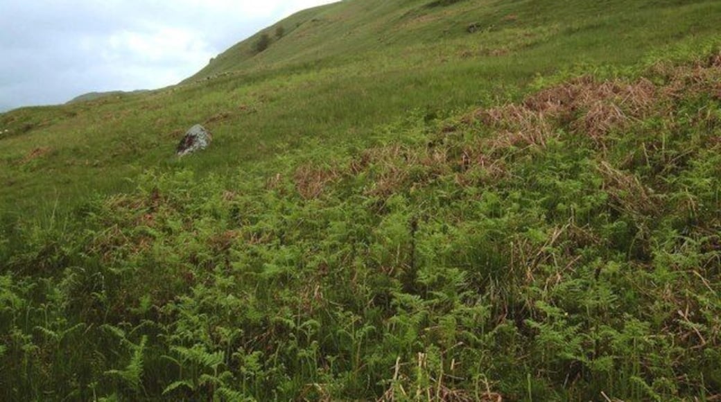Hillside near Tomocrocher Bracken covered hillside on the slopes leading up to Ben Lawers National Nature Reserve. Rough grazing for occasional sheep on the higher ground.