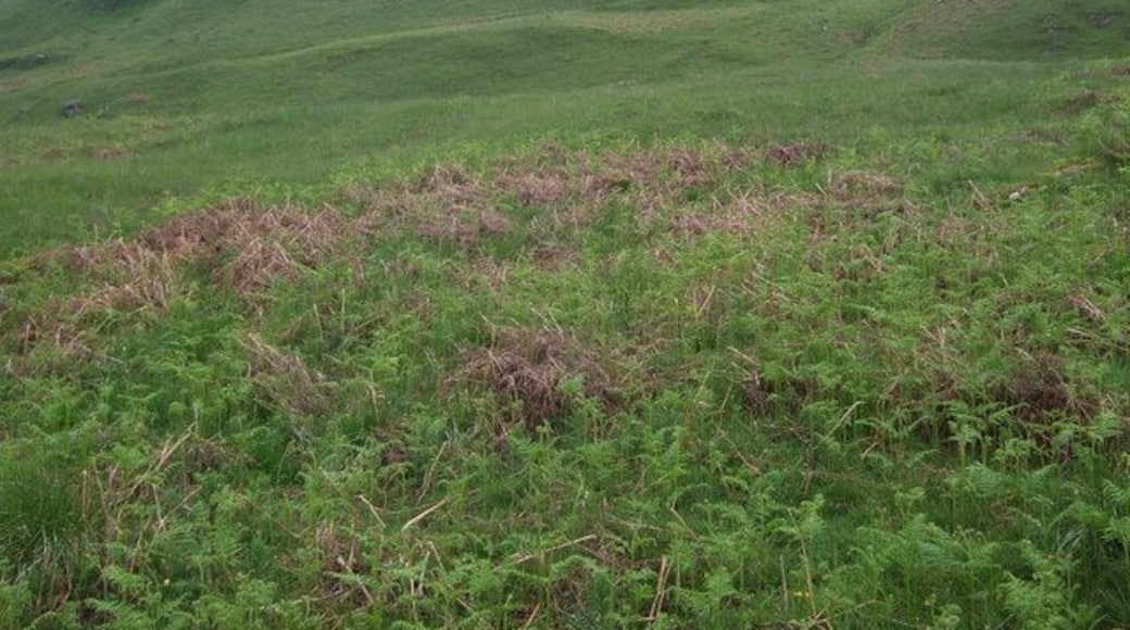Hillside near Tomocrocher Ferns and grassy bogland leading up to Ben Lawers National Nature Reserve. Rough grazing for occasional sheep on the higher ground.