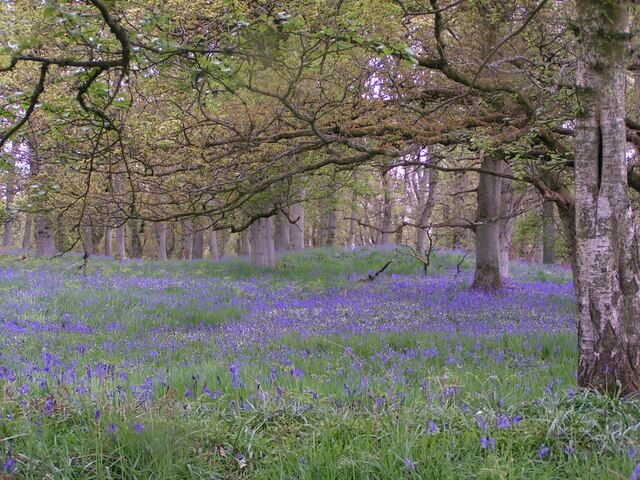 Kinclaven North Wood A carpet of bluebells covers the floor of the woods
