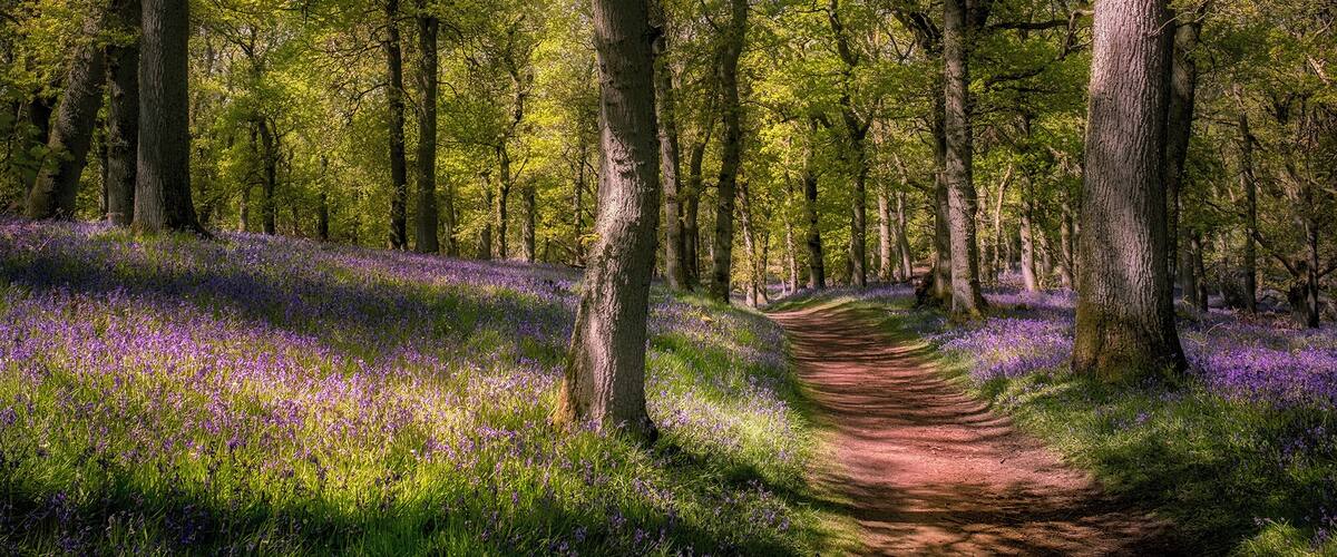 Visit the Bluebell wood in Kinclaven.