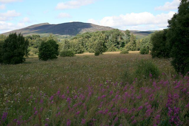 Marshland Around Loch Insh