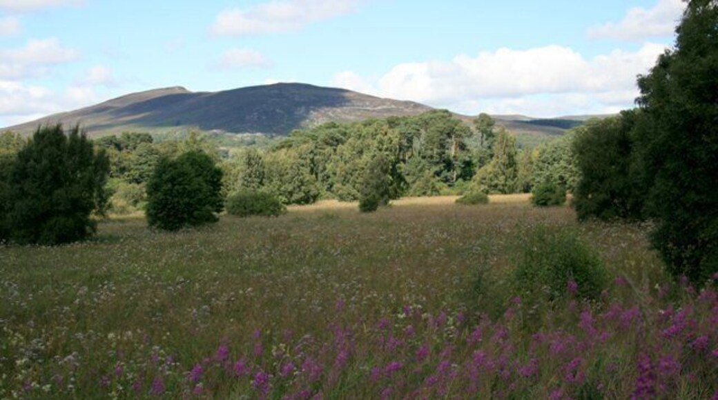 Marshland Around Loch Insh