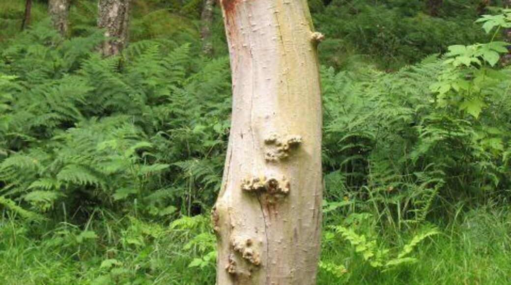 Frank Bruce sculpture http://www.frank-bruce.org.uk/