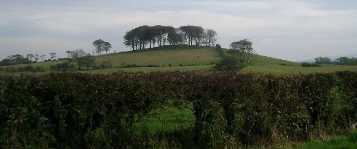 A grassy hill with trees and a hedge in the foreground.