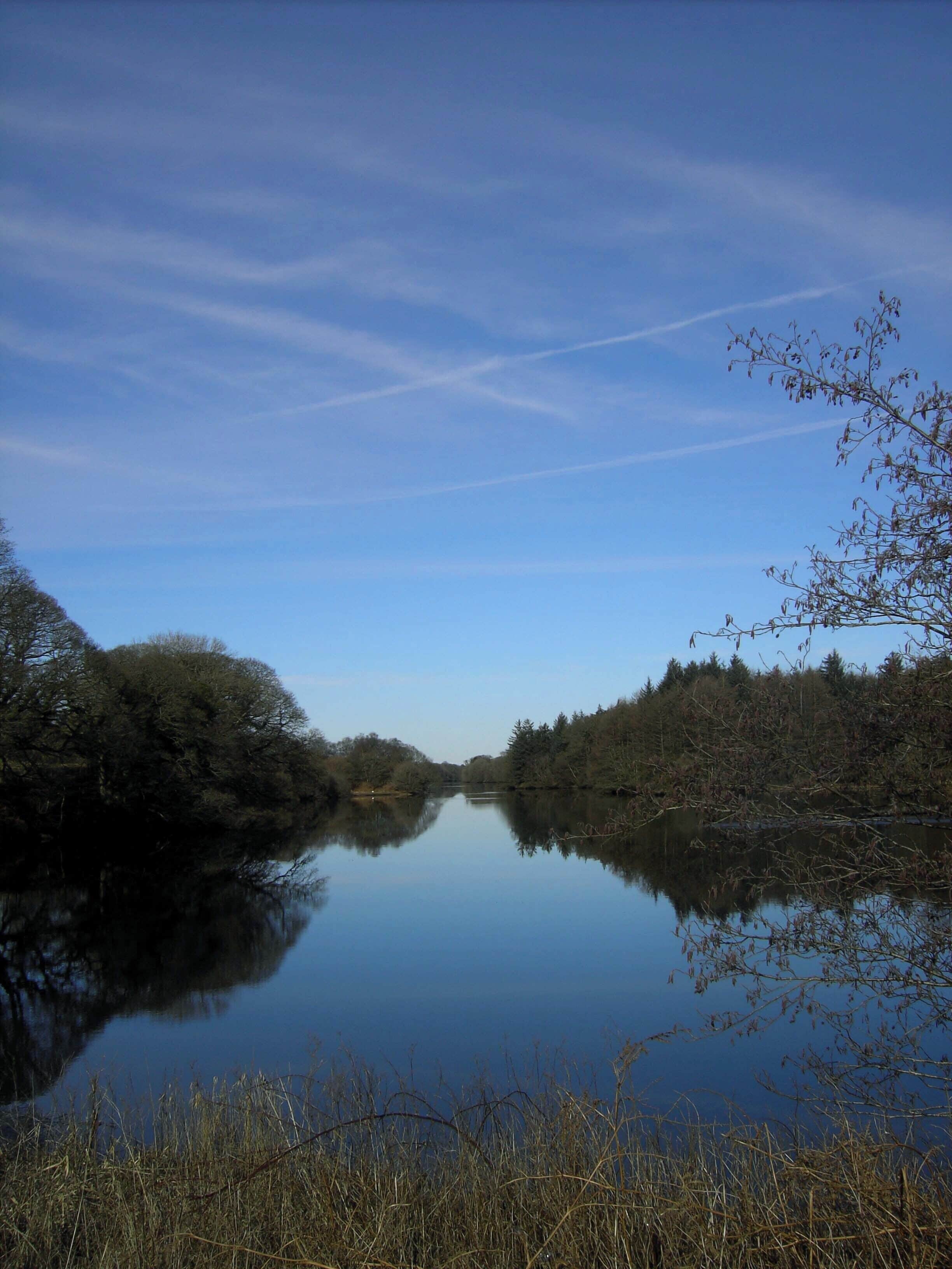 A calm river flanked by dense trees and clear blue sky.