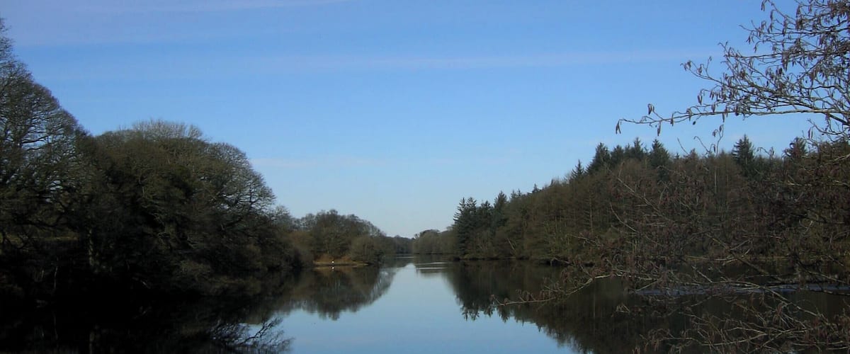 A calm river flanked by dense trees and clear blue sky.