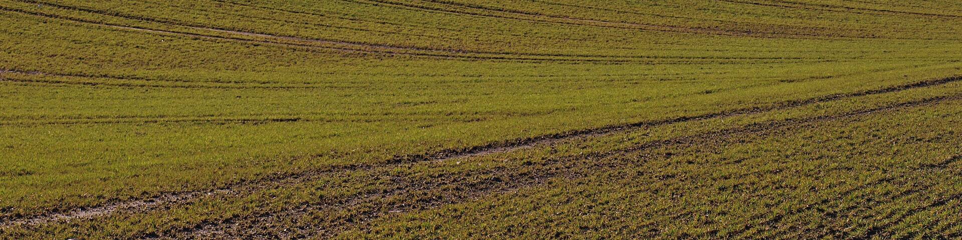 Field near High hatton Could be barley.