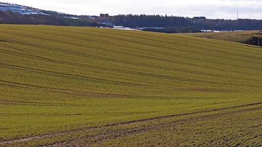 Field near High hatton Could be barley.