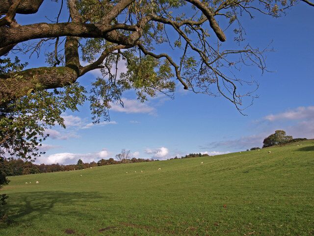 Ash Tree Old branches reach over sheep grazing land. Bogside Wood at the extremities of the field.