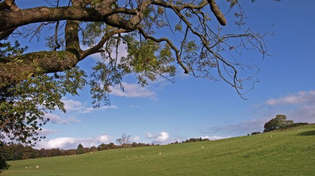 Ash Tree Old branches reach over sheep grazing land. Bogside Wood at the extremities of the field.