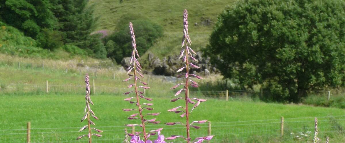 Fireweed aka Rosebay Willowherb