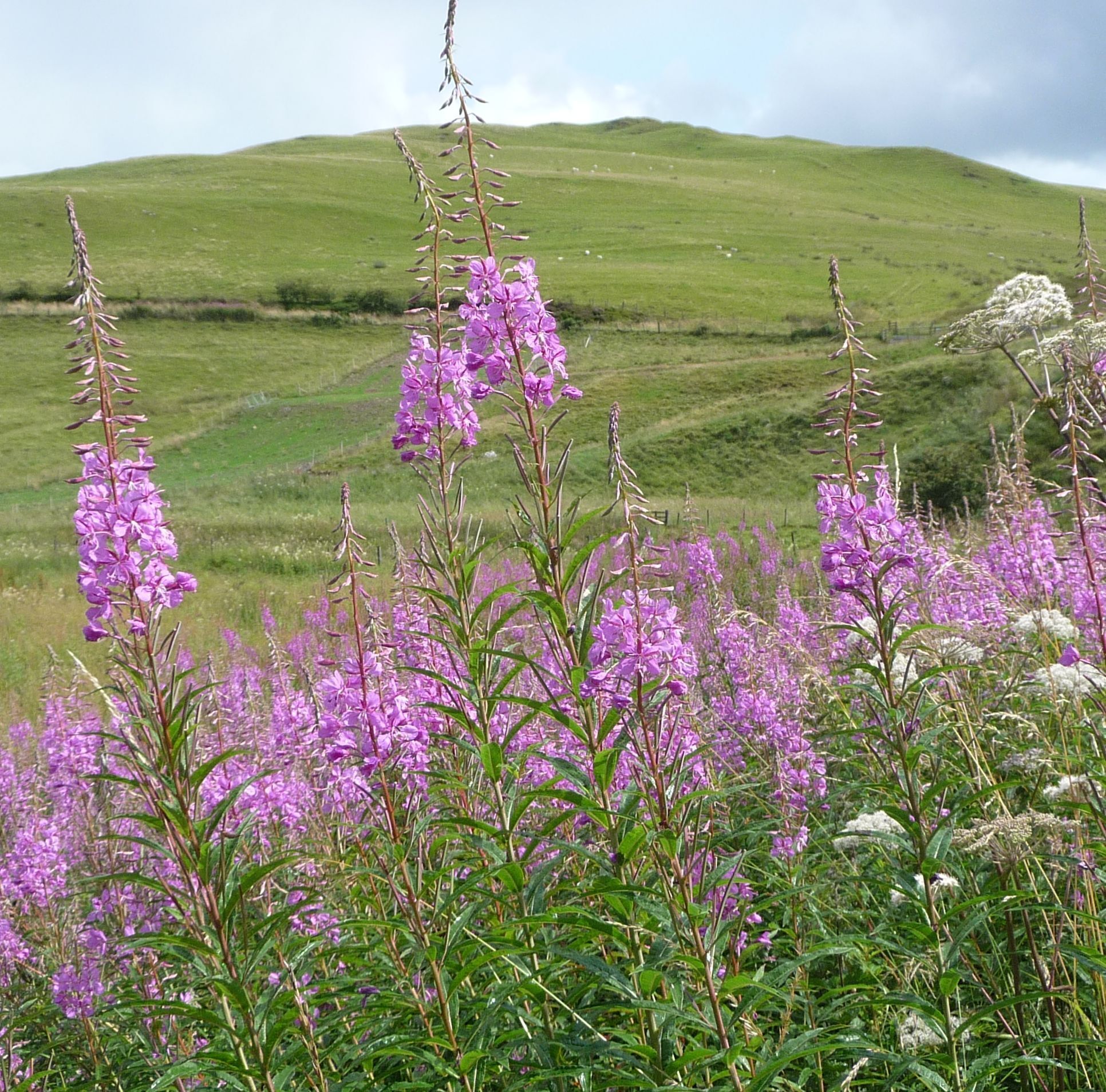 Fireweed aka Rosebay Willowherb