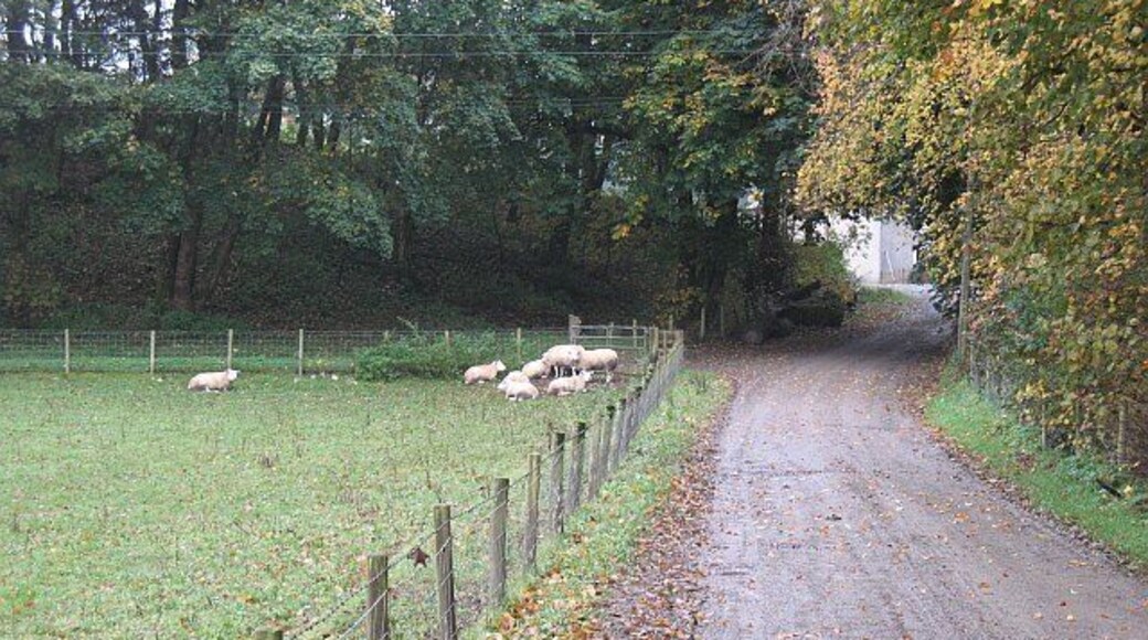Road to Clerkhill Cheviot tups beside an access road to several residential properties not yet submerged beneath Kronospan's Sitka.