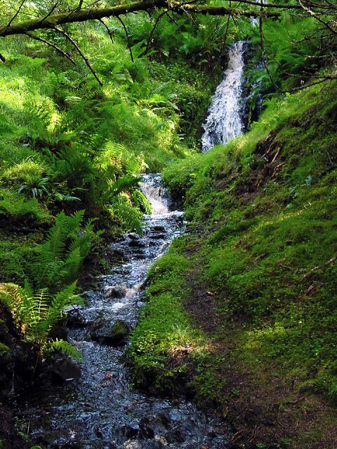 Stream in Lora Forest. A small stream in Lora Forest, owned by the Forestry Commission.