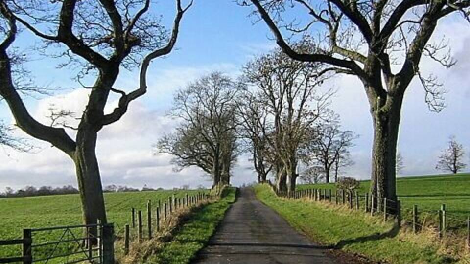 A rural road flanked by leafless trees and a fence, leading into a green field.