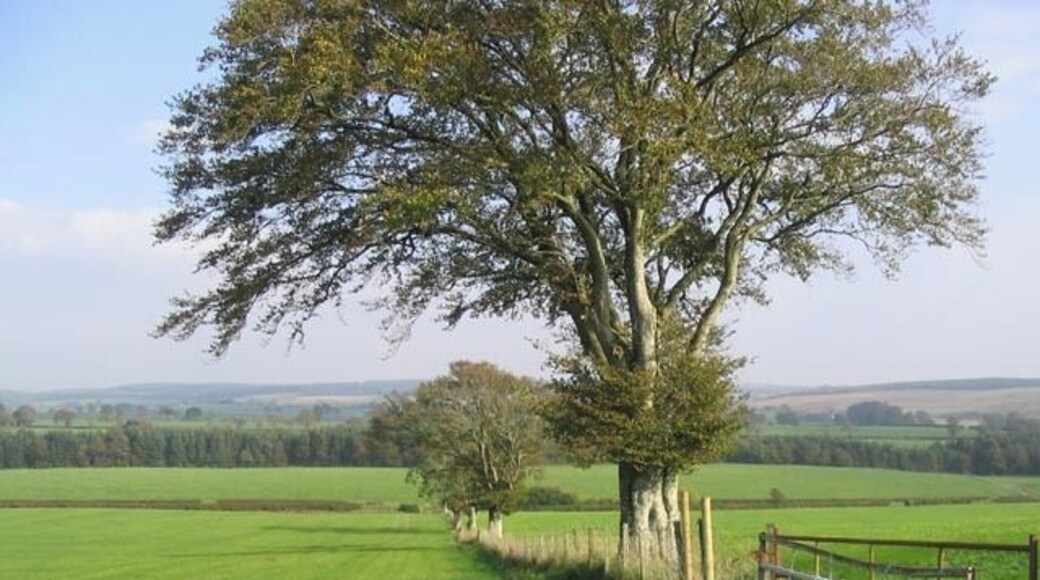 Pasture field near Scaleridge