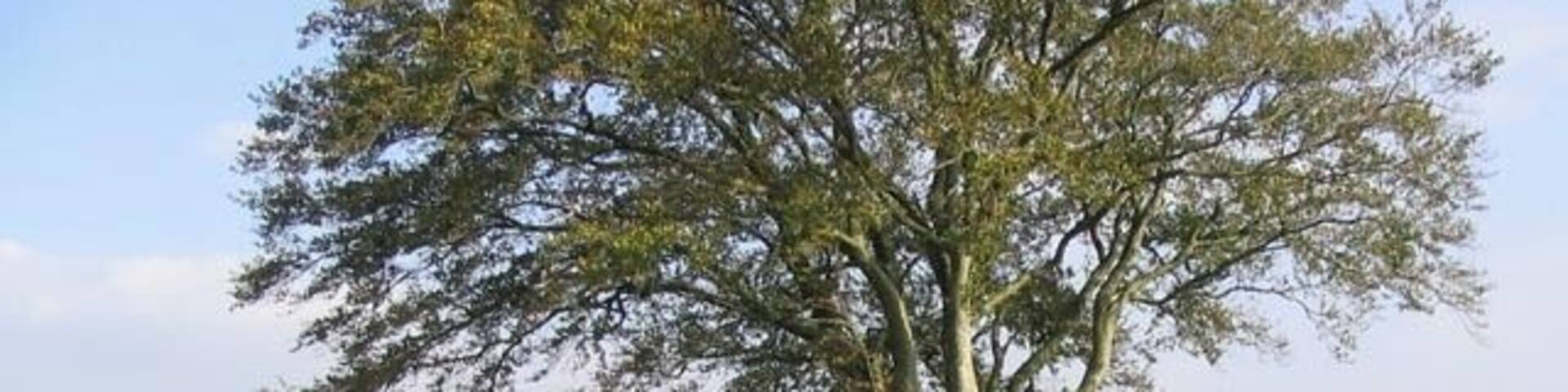 Pasture field near Scaleridge