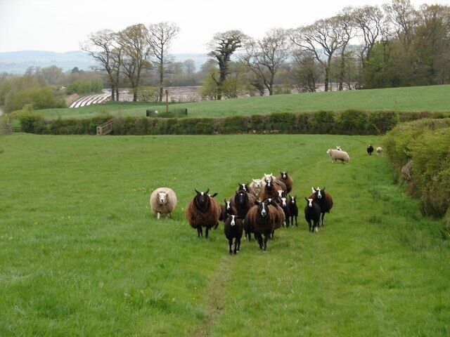 Zwartble Sheep, Woodhouse Welcoming flock of Zwartble sheep on the approach over the fields to Merkland Cross, the white sheep are either Texel or Beltex