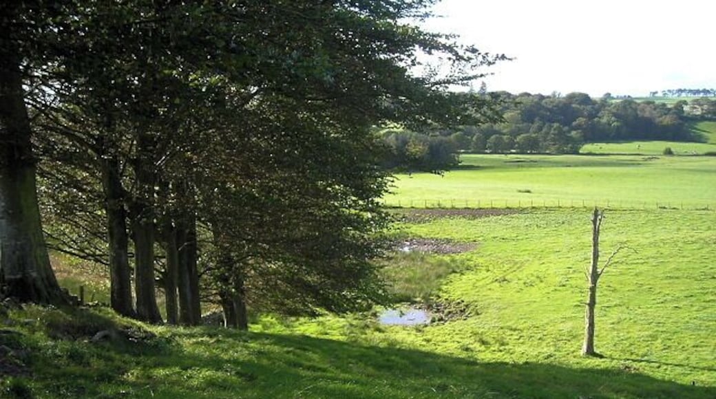 Trees and Fields South of Dalton